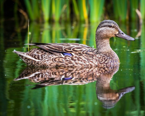 Découvrez les meilleures offres de domaines expirés sur domaindojo